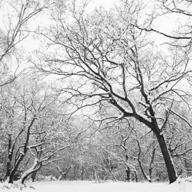 Epping Forest, Leyton Flats (#00981)