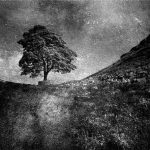 Sycamore Gap (#00841)