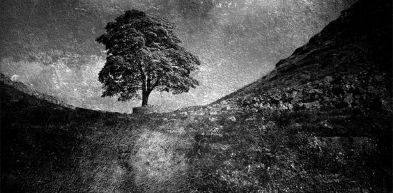 Sycamore Gap (#00841)