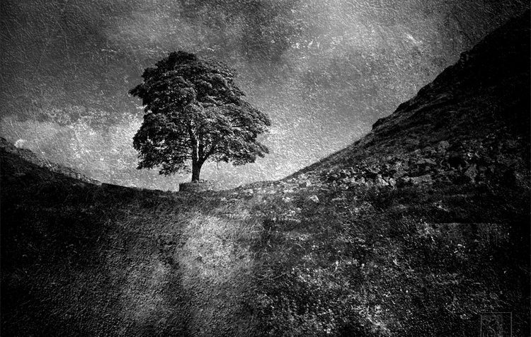 Sycamore Gap (#00841)