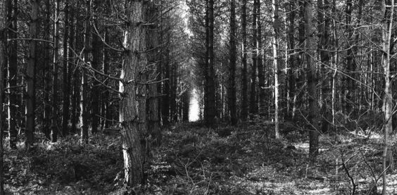 Trees, Chopwell Wood (#4157)