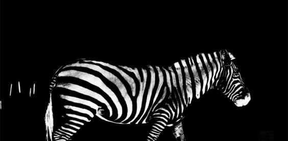 Zebra Crossing